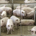 Granja de cerdos en la provincia de Soria.