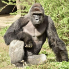 El gorila Harambe, en una imagen facilitada por el zoo de Cincinatti.-