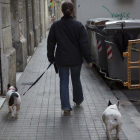 Un hombre pasea a dos perros por la calle.-