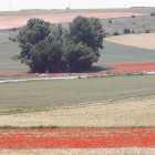 Campos de cereal en el municipio de Ágreda. Imagen de archivo. HDS