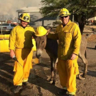 El asno encontrado en medio de un incendio en Arizona y sus dos rescatadores.-Foto:   BILL WEBER / ARIZONA
