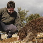 Un perro adiestrado con su dueño buscando trufas en una explotación de encinas micorrizadas de Soria. / VALENTÍN GUISANDE -