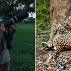 El fotógrafo Andoni Canela presenta ’Panteras’, un proyecto sobre los grandes felinos y su lucha por sobrevivir.-FOTO: ANDONI CANELA