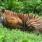 Tigre de Bengala, en una imagen de archivo-AFP
