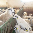 Las ovejas adquiridas en León y que no fueron abonadas a su vendedor.-HDS