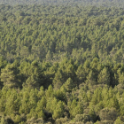 Ejemplares en la zona de Pinares.-V.G.