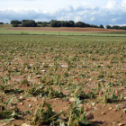 Campo de hortalizas en Olmillos arrasado por las tormentas de pedrisco. / JAVIER SOLÉ-