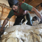 Esquilado de ovejas en una nave ayer a las afueras de Soria. / VALENTÍN GUISANDE-