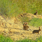 Conejos del coto vallisoletano de Simancas-Leonardo de la Fuente