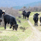 Ejemplares de serrana soriana o serrana negra en una explotación de la provincia.-V. Guisande