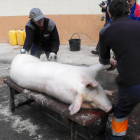 Matanza del cerdo en Arcos de Jalón-HDS