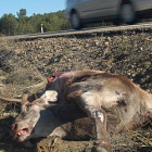 Un ciervo yace muerto en una carretera soriana después de ser atropellado por un vehículo. / VALENTÍN GUISANDE-