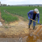 Un agricultor riega un campo de cereal en la localidad palentina de Amusco.- BRÁGIMO