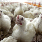 Un grupo de pollos en una granja.-Foto: EFE