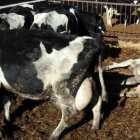 Vacas en una granja catalana, en una imagen de archivo.-RAMON GABRIEL