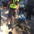 La perra Xena de la Guardia Civil que ha encontrado el cuerpo de Blanca Fernández Ochoa.-
