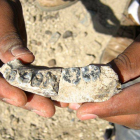 La mandíbula hallada en el yacimiento de Etiopía.-Foto:   BRIAN VILLMOARE / AFP