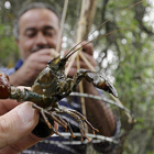 Un pescador muestra un ejemplar de cangrejo señal. / VALENTÍN GUISANDE-