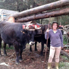 Paloma con una yunta de bueyes de la raza serrana soriana, una de las dos con las que entrena en Quintanar de la Sierra.-