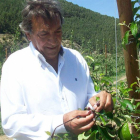 Raúl Sanz, promotor de la nueva plantación, trabaja en unos frutales.-FINCA SEÑORÍO DE RIOJA