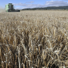 Cosecha de cereal en una explotación de la provincia de Soria.-ÁLVARO MARTÍNEZ