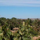 Imagen de un viñedo ecológico de la denominación de origen Toro.-I. M.