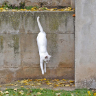 Un gato de la colonia de Duques de Soria.-HDS