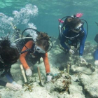Cerca de 70 buzos de CRF tratando de plantar al menos 1.000 corales para ayudar a mejorar seis arrecifes de los Cayos de Florida.-AP / BOB CARE