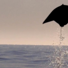 Rayas voladoras captadas en el golfo de California-BBC / DISCOVERY