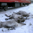 Ciervos muertos después de ser atropellados por un tren de carga cerca de Mosjoen, en el norte de Noruega.-/ AP / JOHN ERLING UTSI (AP)
