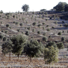 Terrenos dedicados a la truficultura en Soria. HDS