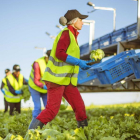Una de las campañas de recolección de Florette Agrícola en Olmillos.-CEDIDA