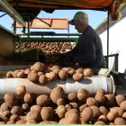 Recepción de patatas, uno de los productos con más fluctuación, en una explotación de la provincia de Burgos. / ICAL