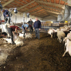 Labores de esquileo en una explotación ovina de Soria.-A. M.