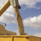 Descarga de grano de cereal tras la cosecha en una explotación de Castilla y León, la principal productora de trigo y cebada de España con cerca de dos millones de hectáreas.-E.M.