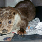 'Duerita' en el Centro de Recuperación de Animales Salvajes 'Los Guindales'.-D.S.