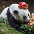 La osa panda Basi, en enero, durante su ultima fiesta de cumpleaños-STR