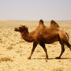 Camello en el desierto-