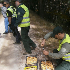 Agentes pesando banastas de níscalos decomisados.-JUNTA