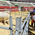 Una imagen de la feria ganadera de Soria en la plaza de toros.-ÁLVARO MARTÍNEZ