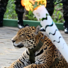 El jaguar 'Juma' durante la ceremonia de paso de la antorcha en Manaos.-JAIR ARAUJO / AP
