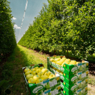 Sobre estas líneas, plantación de manzanas en La Rasa. HDS