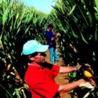 Campo experimental de maíz transgénico, propiedad de la multinacional Monsanto-ARCHIVO / RAMON GABRIEL