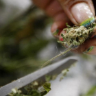 Planta de marihuana en Colombia.-EFE / CHRISTIAN ESCOBAR MORA