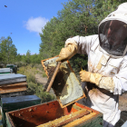 Un apicultor recolecta la miel al final del verano en una explotación de colmenas instalada en un monte de la localidad palentina de Villota del Páramo. BRÁGIMO / ICAL