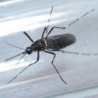 Un mosquito Aedes aegypti, vector del virus del zika, captado en Monterrey (México).-DANIEL BECERRIL / REUTERS