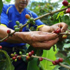 El café colombiano destacado fue sembrado en los municipios de Toribío y Miranda en el Espacio Territorial de Capacitación y Reincorporación (ETCR) de Monterredondo.-