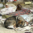 Muchos perros son abandonados sin comida ni bebida, en condiciones deplorables.-EFE