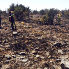 Terreno del sabinar quemado en Berlanga-D.S.