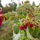 La plantación de frutos rojos se encuentra en El Royo.